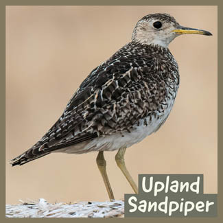 Upland Sandpiper